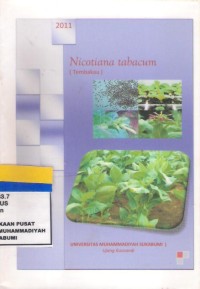 Nicotiana Tabacum (Tembakau)